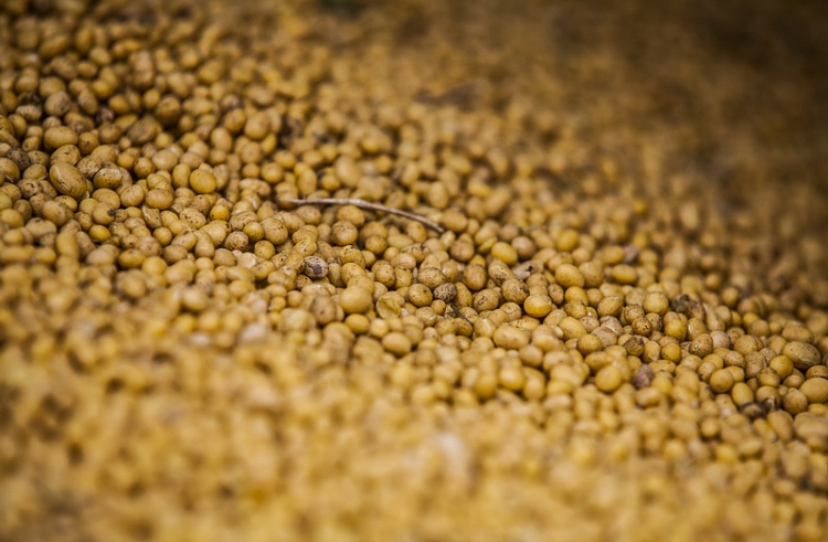 Диких животных в Приморье накормят зимой соей и кукурузой
